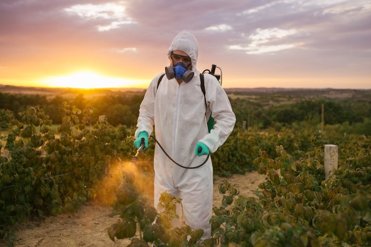 Weed control. Industrial agriculture theme. Man spraying toxic pesticides or insecticides on fruit growing plantation. Beautiful sunset in background. Weed control. Industrial agriculture theme. Man spraying toxic pesticides or insecticides on fruit growing plantation. Beautiful sunset in background.